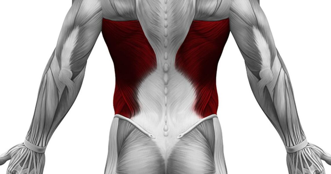 Latissimus dorsi Anatomie und Funktion